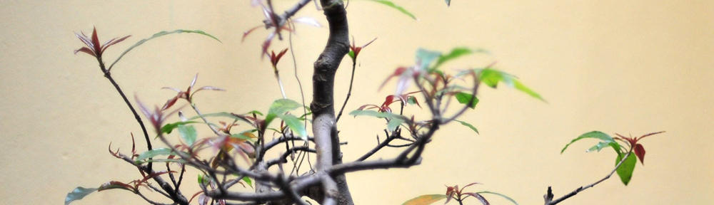 随州吴山黄金麻白麻石材